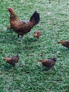 Kauai chickens 2
