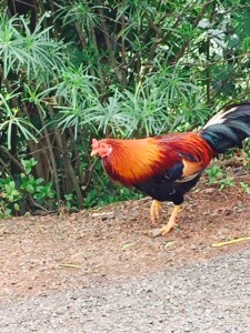 Kauai chickens 3
