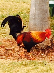 Kauai chickens 4