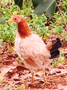 Kauai chickens 5