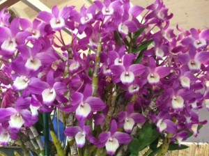 Orchid show 1