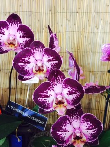 Orchid show 2