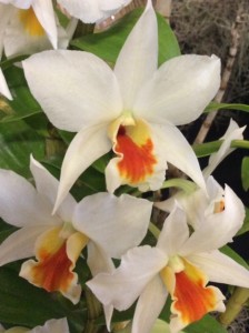 Orchid show 3