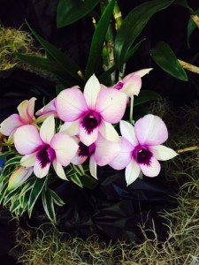 Orchid show 6