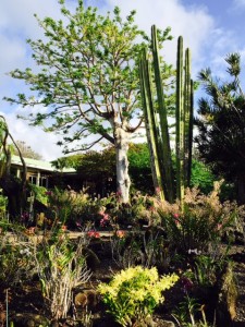 Plantation Gardens giant cacti