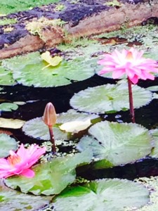 Plantation Gardens pink water lilies