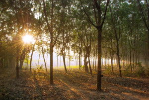 rubber trees