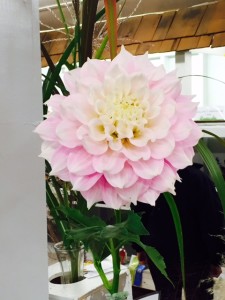 giant pink dahlia