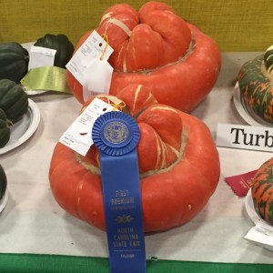 Turban squash