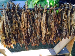 Dried tobacco