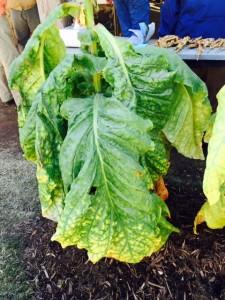 Tobacco about to be picked