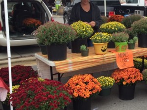 colorful mums