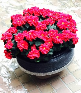 Opryland Hotel - small poinsettia pot