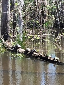 Turtles enjoying the warm sun. The word for a group of turtles is a bale, by the way.