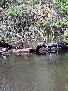 A large alligator and several turtles share a sunny log.