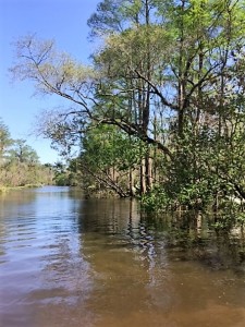 A view of the wetlands.