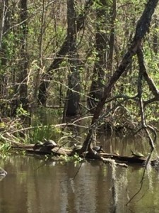 Thick vegetation, water, and turtles.