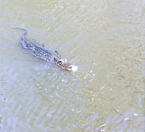 Captain Tom had marshmallows ready to feed the critters. This gator gobbled one right up.