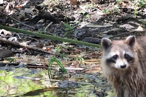 Raccoons are an interesting part of the cycle of life in a swamp.