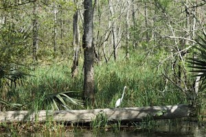 White egret surveying the water.