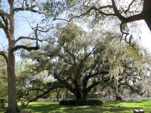 Destrehan live oak with Spanish moss