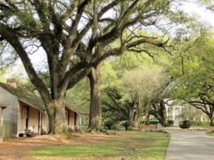 Row of slave cabins behind the mansion