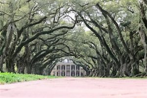 The famous alley of oaks (Oak Alley) with my camera on the ground.