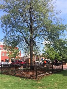 New trees are finally big enough to roll again. War Eagle.