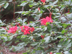 A Plumleaf Azalea, one of Callaway Gardens' signature flowers.