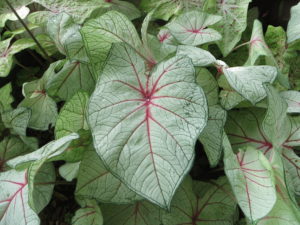 Caladium leaves. 