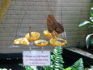 Butterflies feasting on fruit at the Cecil B. Day Butterfly Center. 