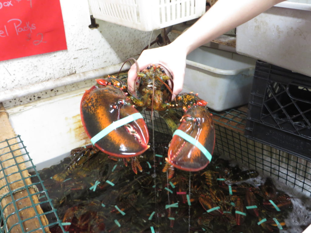 Fresh from the lobster boat ready for the boiling pot. 