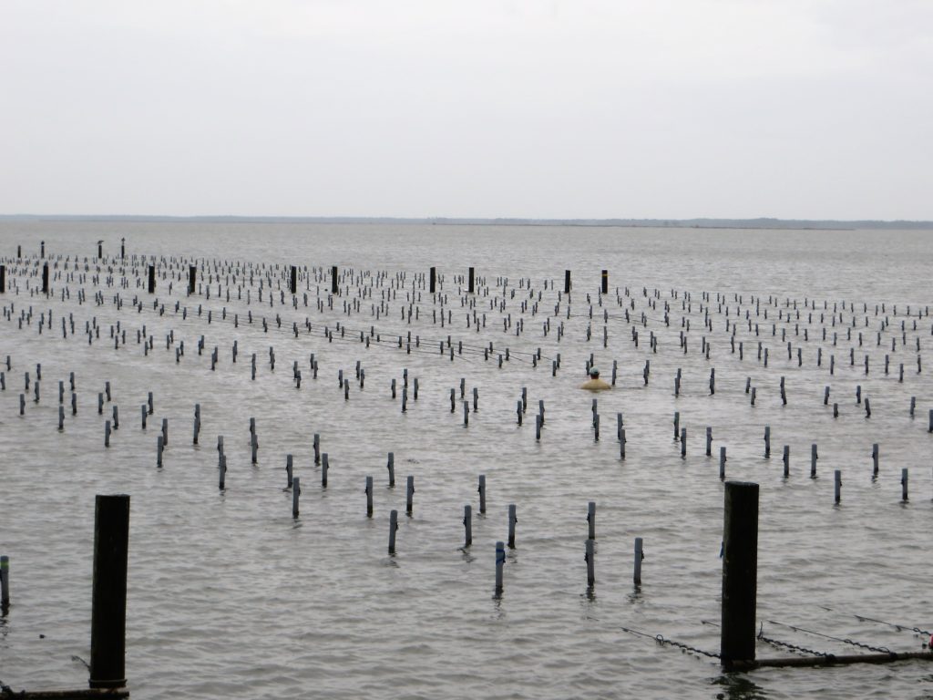Farming oysters means spending a lot of time in the waters of the Gulf checking the baskets of oysters.