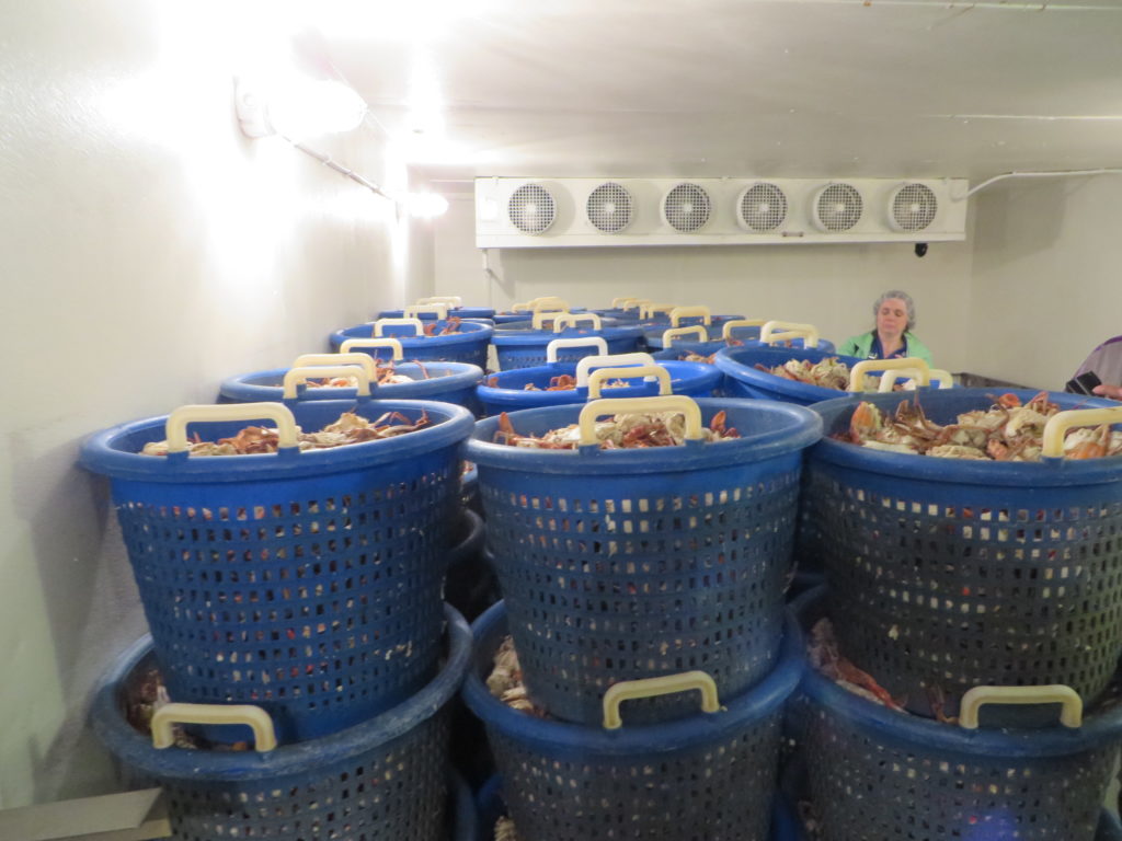 A freezer full of processed crab meat.